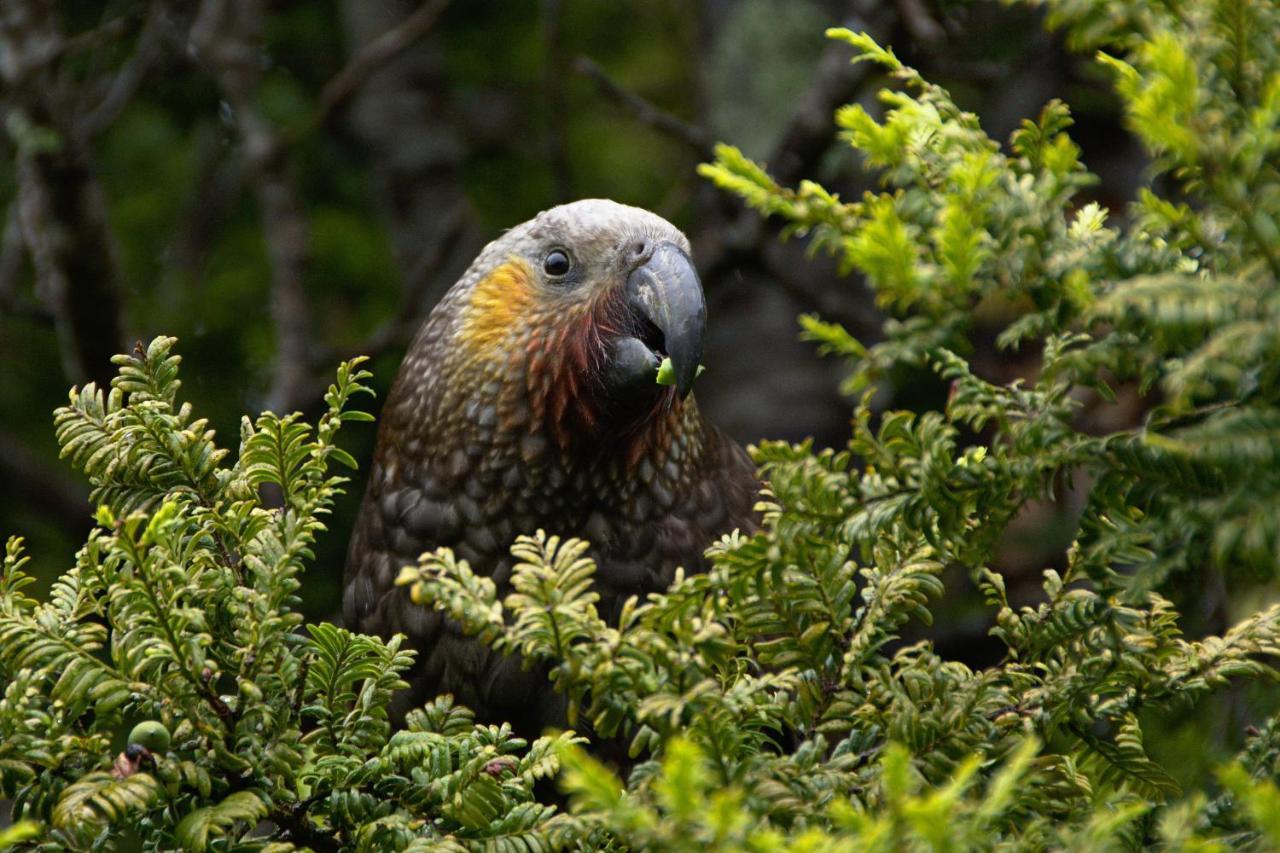 Kaka Retreat Motel, Stewart Island Half-moon Bay Buitenkant foto