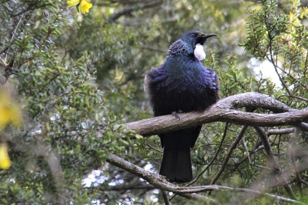 Kaka Retreat Motel, Stewart Island Half-moon Bay Buitenkant foto